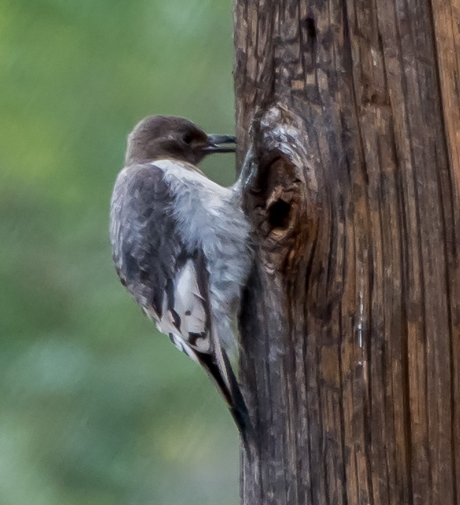 Red-headed Woodpecker - ML70066461