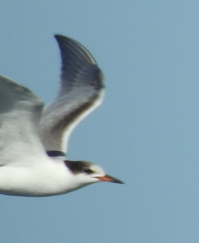 Common Tern - Jody  Wells