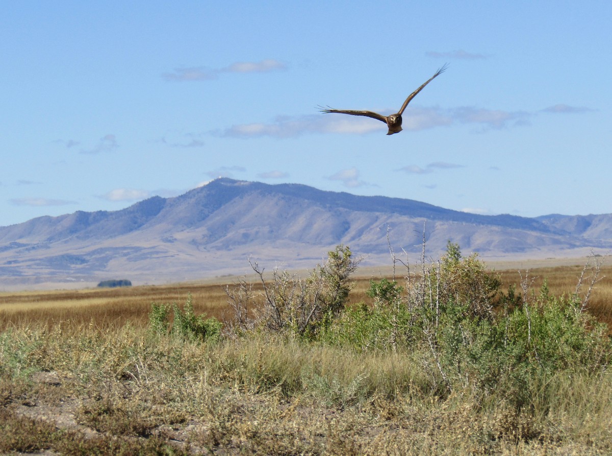 Northern Harrier - ML70069961