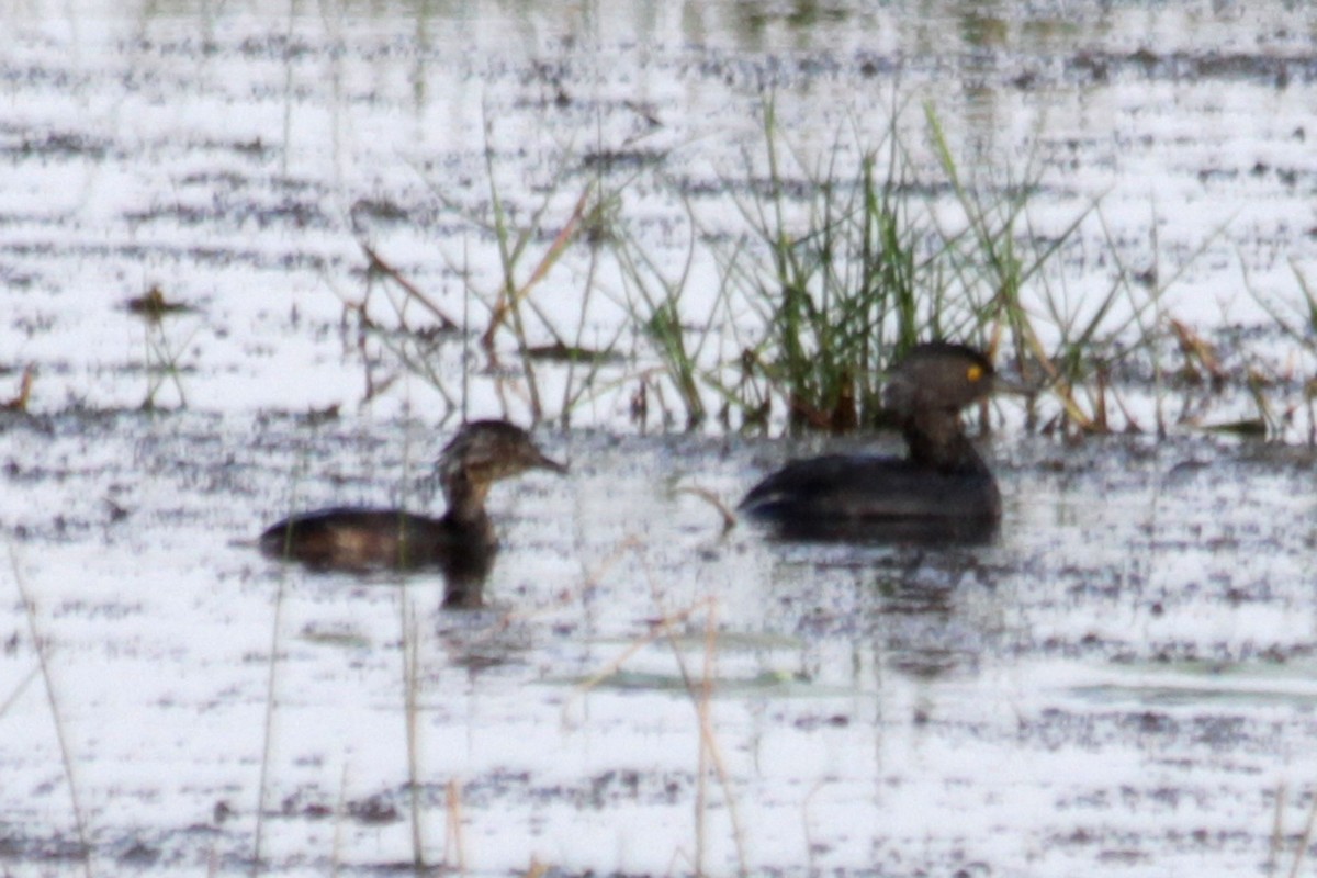 Least Grebe - ML70070611