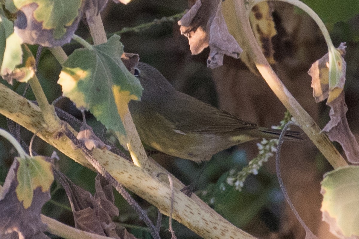 Orange-crowned Warbler - ML70071001