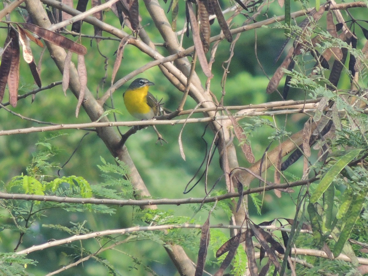 Yellow-breasted Chat - Eloisa Hdez S.