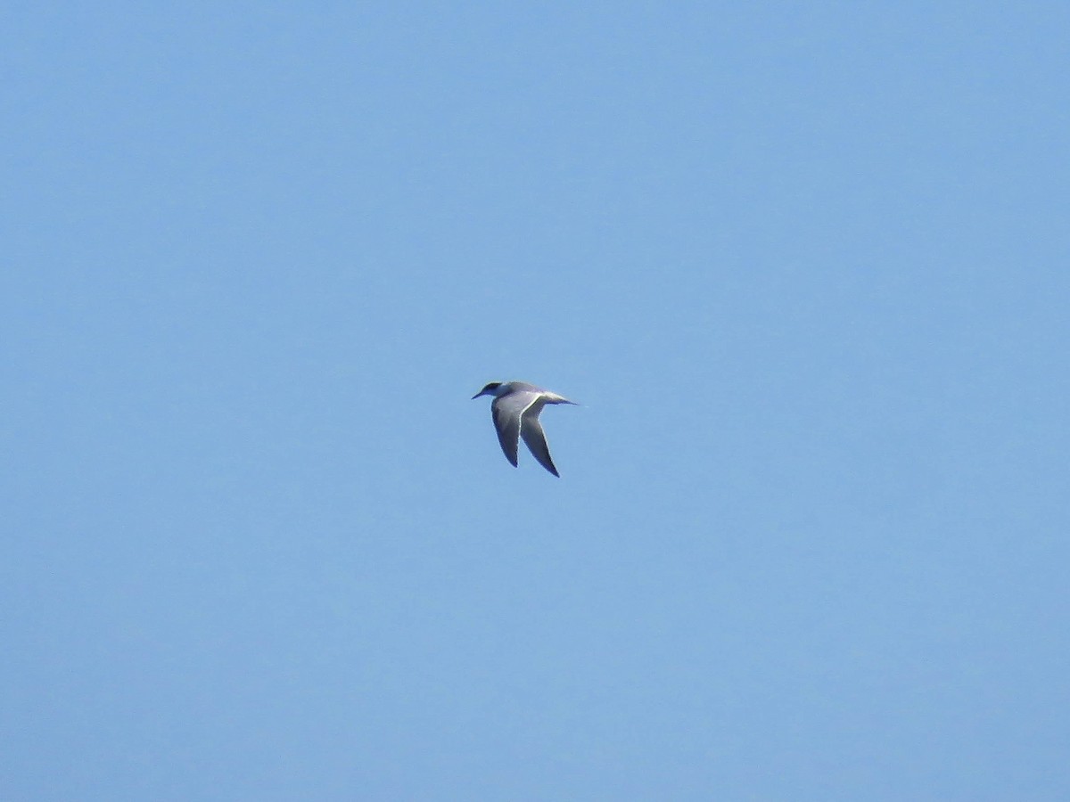 Common Tern - Blair Dudeck
