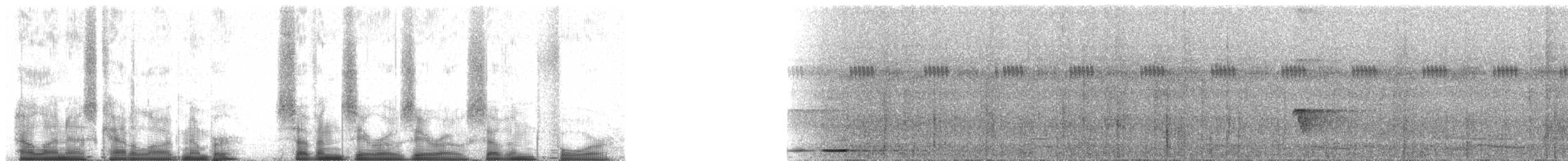 brunryggmaurpitta - ML70074