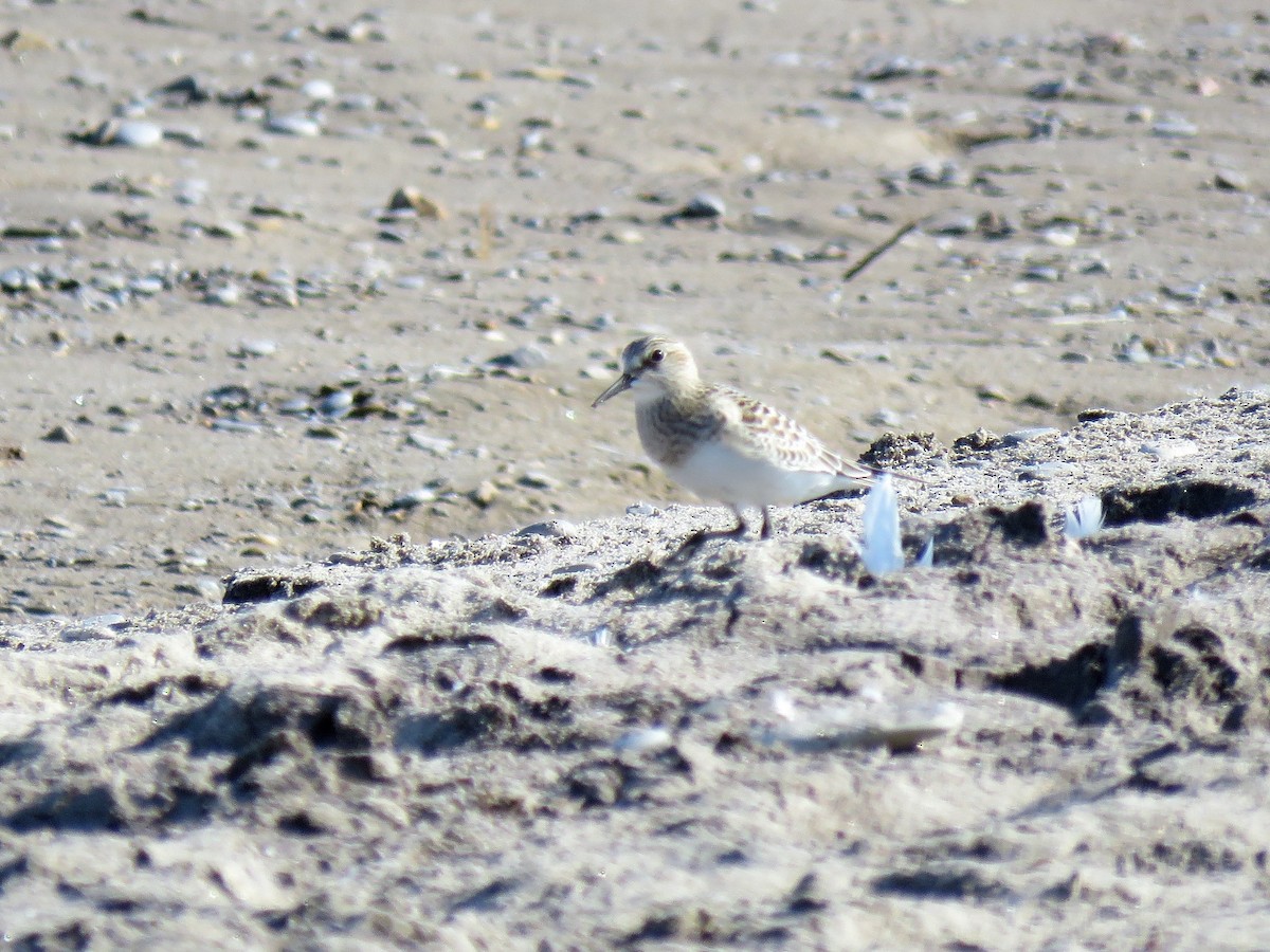 Baird's Sandpiper - ellen horak