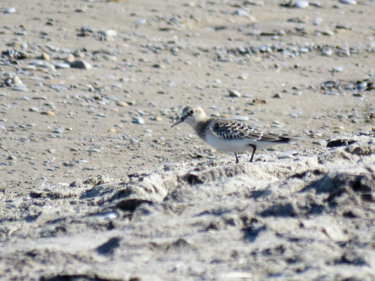 Baird's Sandpiper - ML70074481