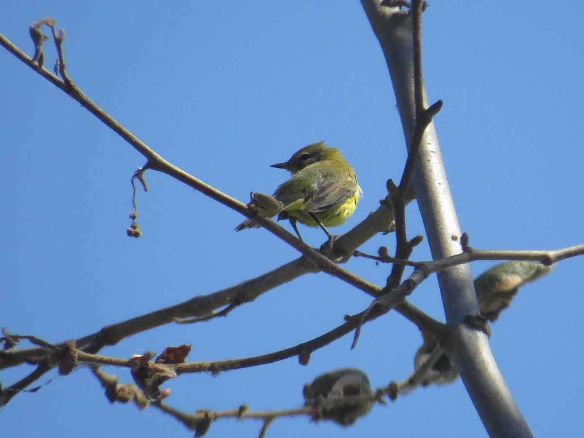 Prairie Warbler - ML70074981