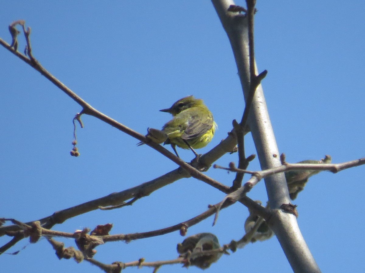 Prairie Warbler - Calvin Hardcastle