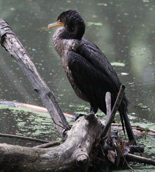 Double-crested Cormorant - sicloot