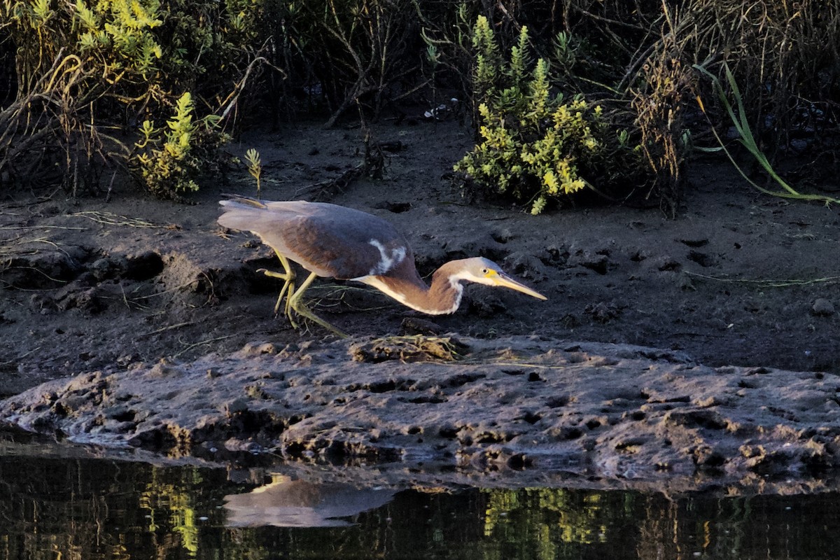 Tricolored Heron - ML70076471