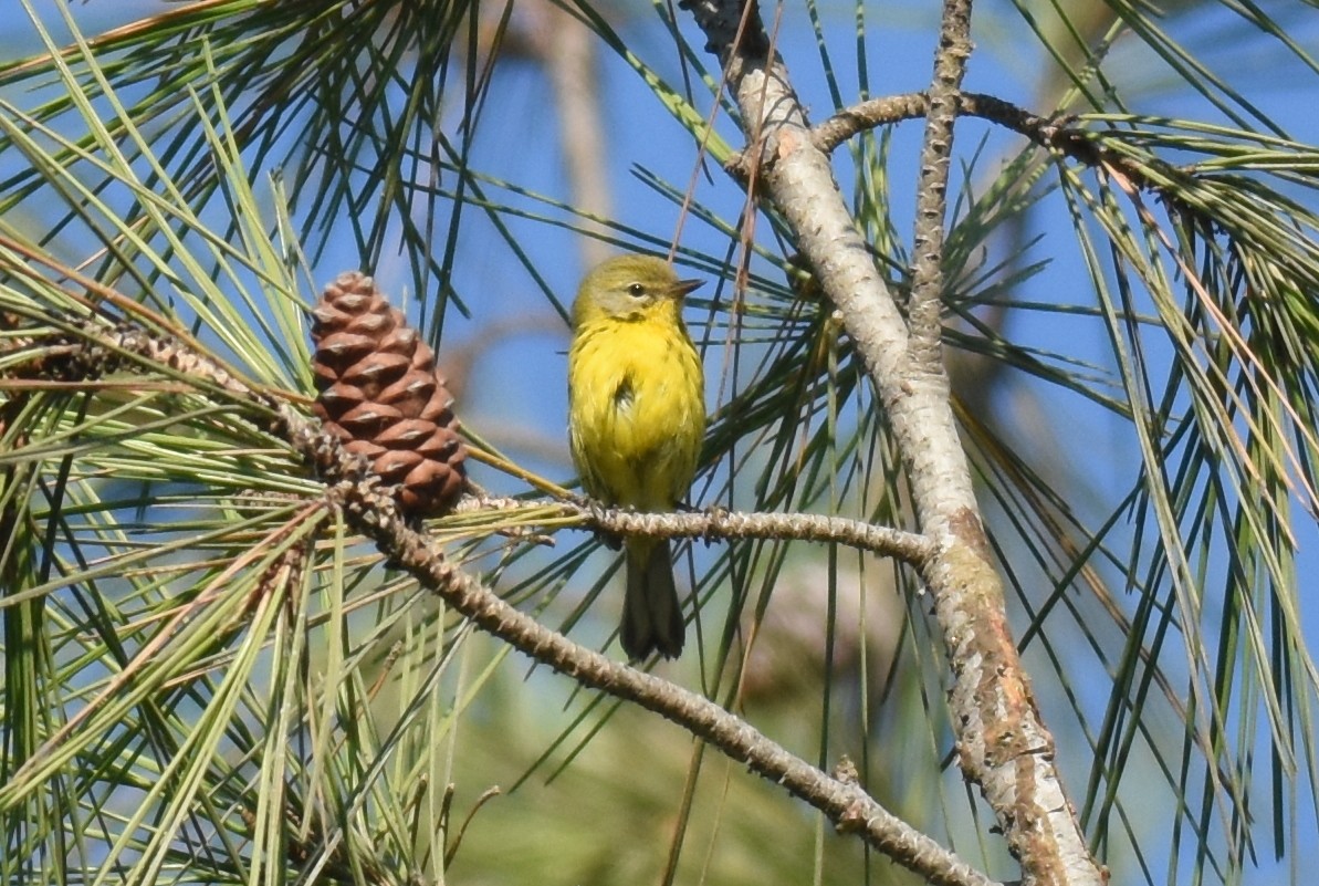 Prairie Warbler - Mike Huang