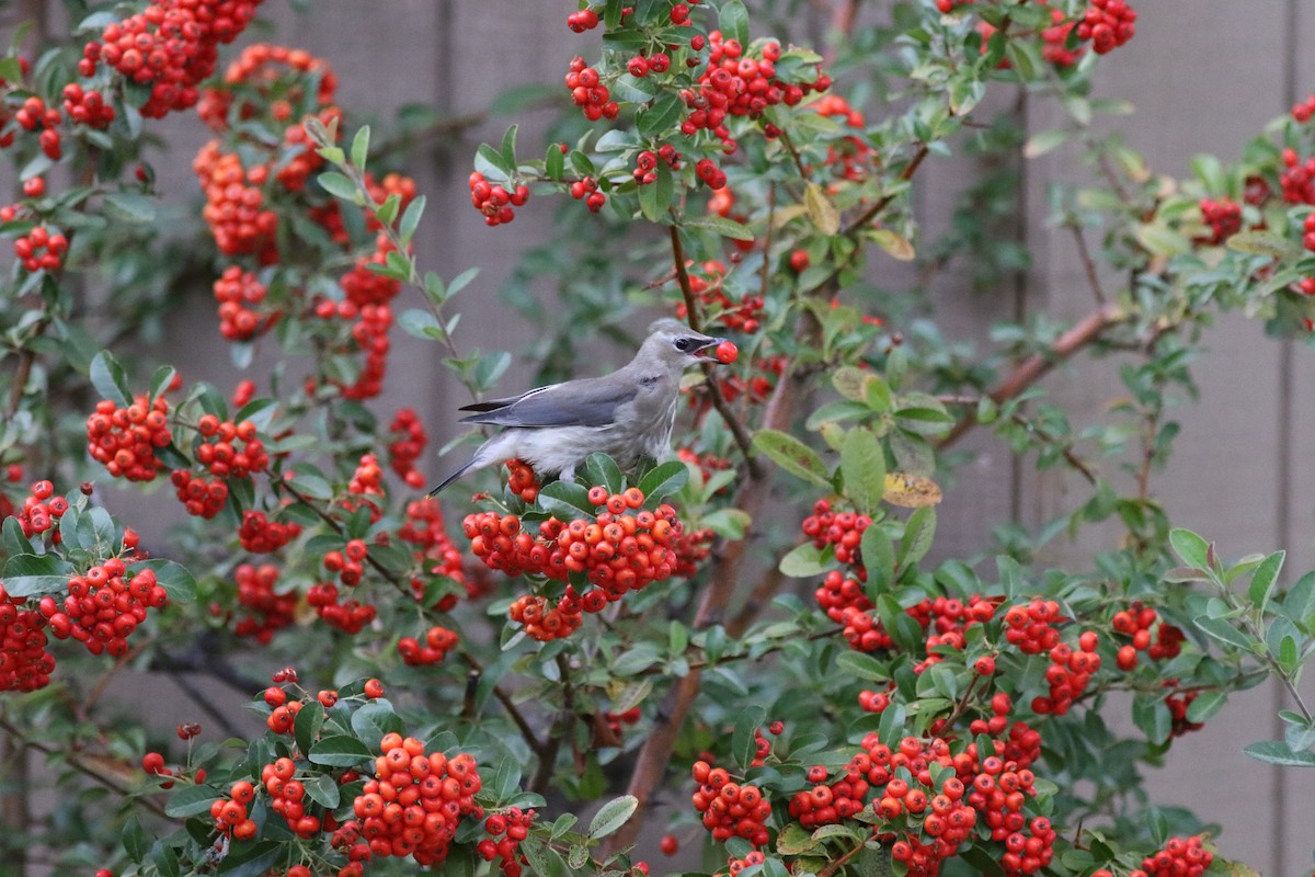 Cedar Waxwing - ML70077481