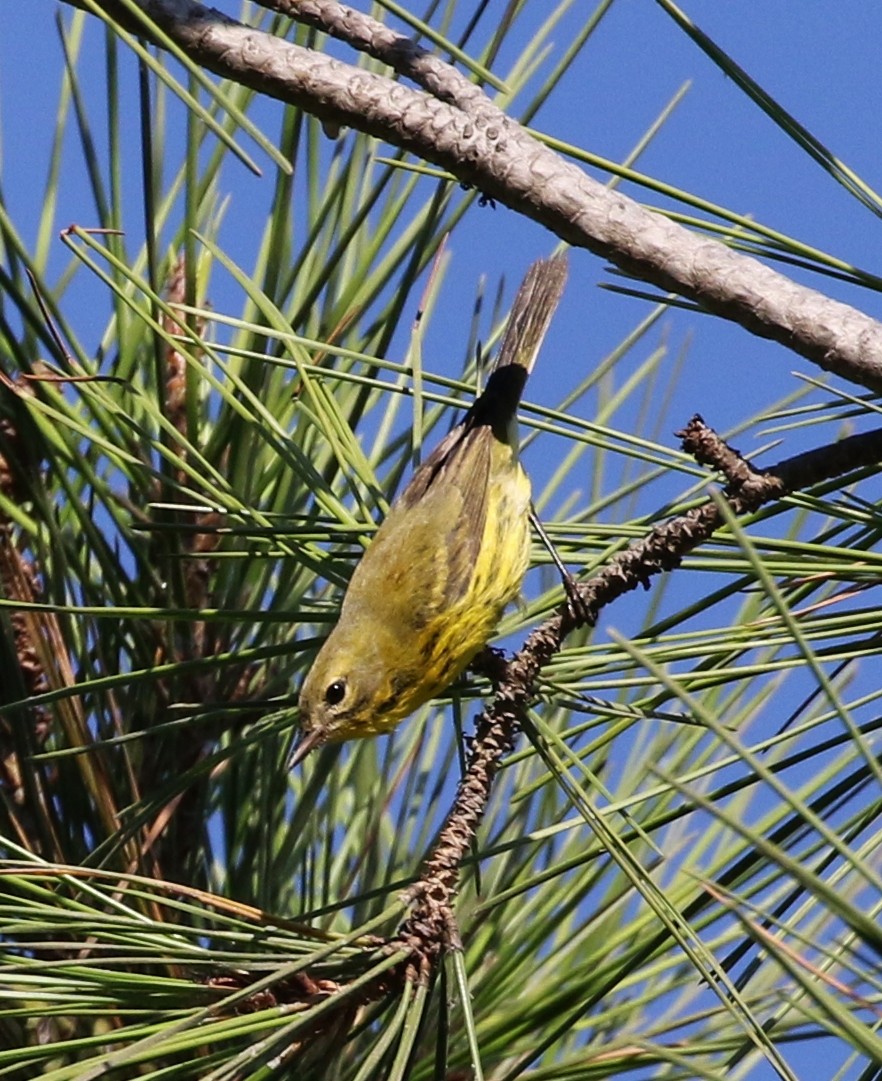 Prairie Warbler - Tom Benson