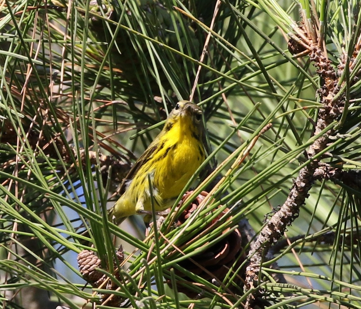 Prairie Warbler - Tom Benson