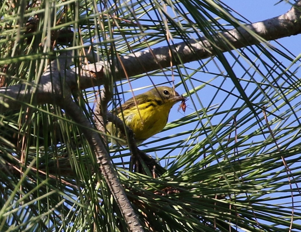 Prairie Warbler - Tom Benson