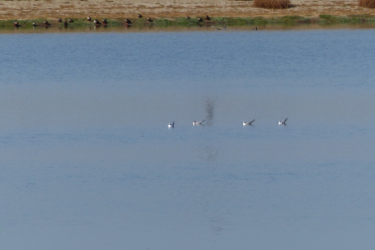 Common Tern - ML70079411