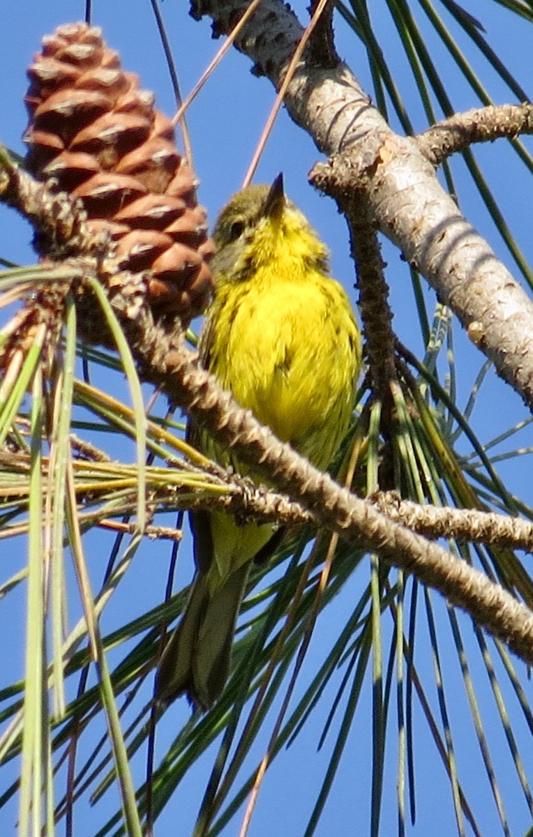 Prairie Warbler - ML70079831