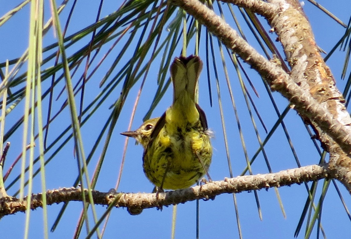 Prairie Warbler - ML70079841