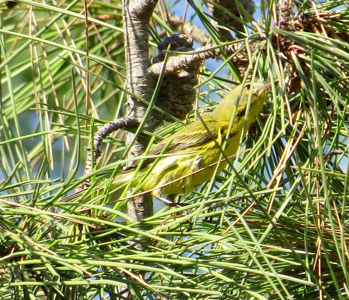 Prairie Warbler - Thomas Wurster