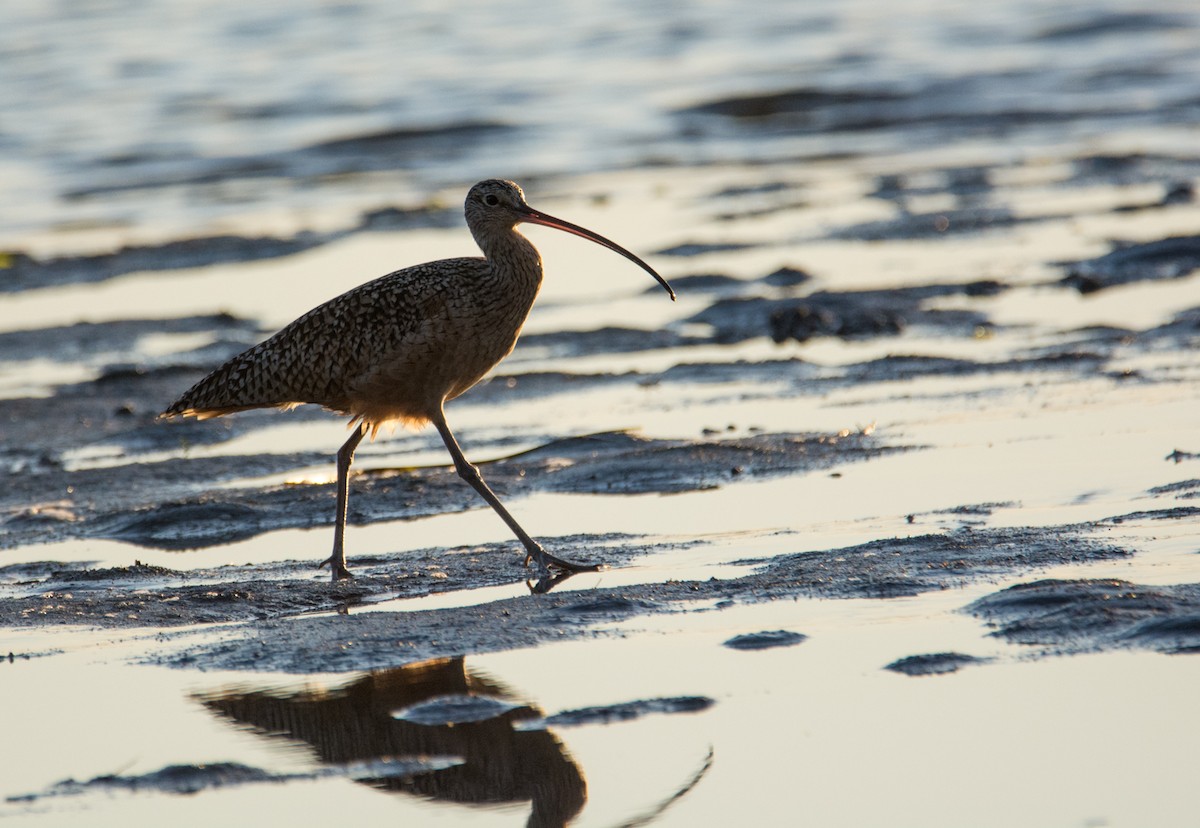 Long-billed Curlew - ML70080481