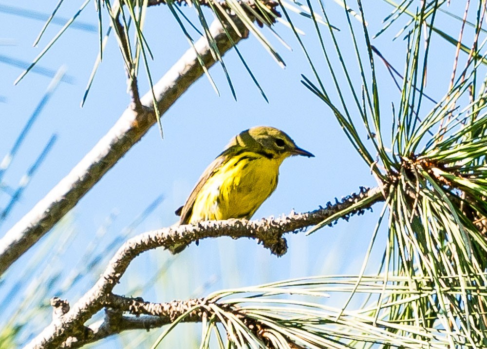 Prairie Warbler - Amin Khalifa