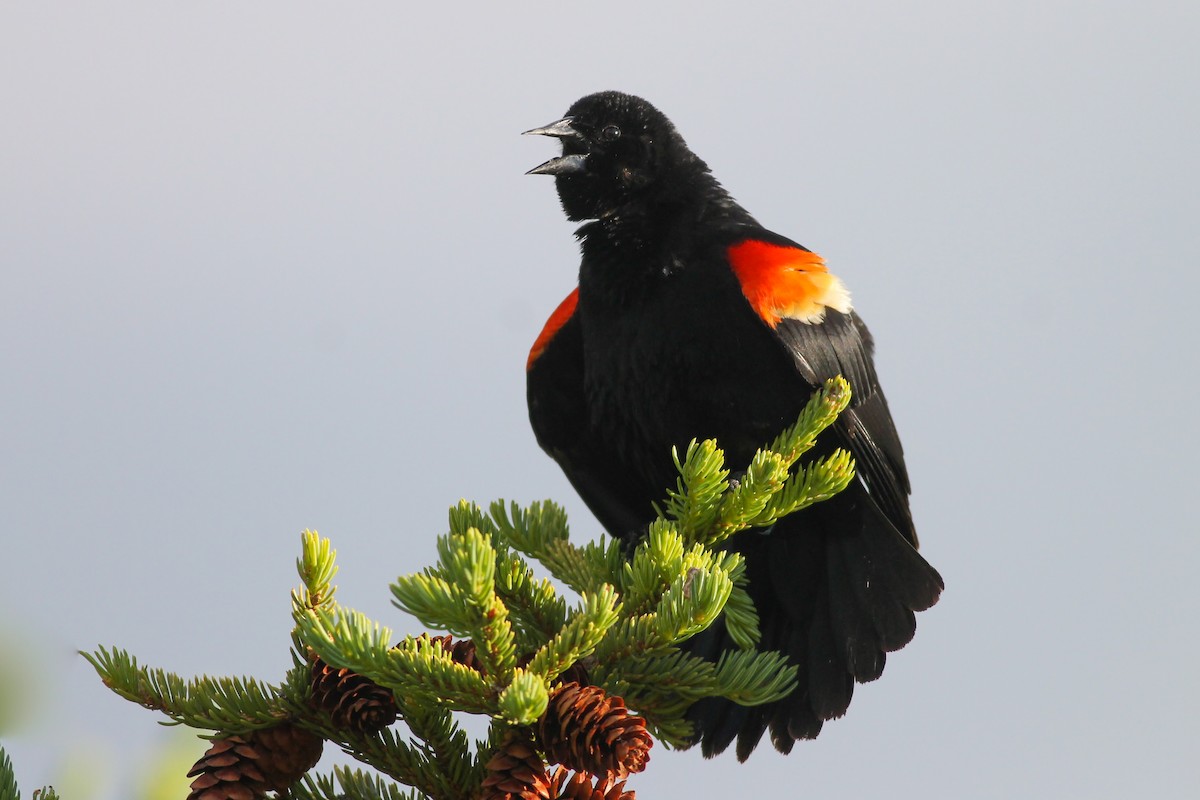 Red-winged Blackbird - ML70082201