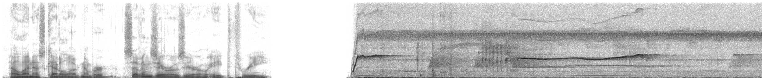 Olivaceous Schiffornis - ML70083