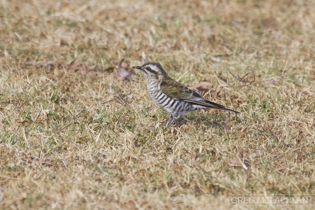 Horsfield's Bronze-Cuckoo - ML70083141