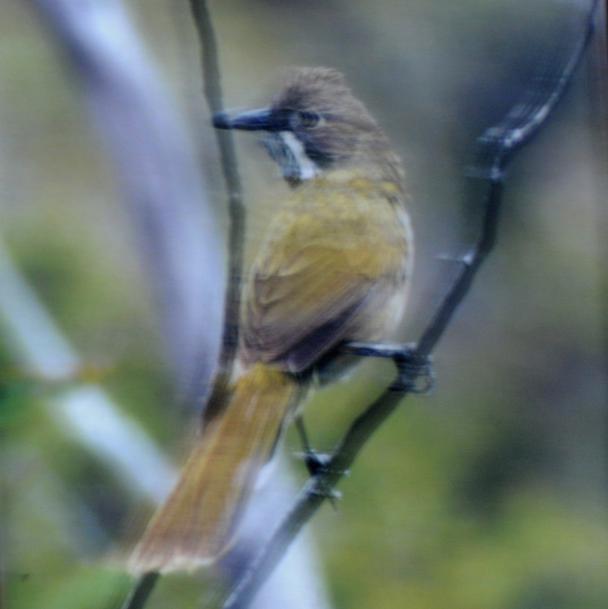 Western Whipbird - ML70084061