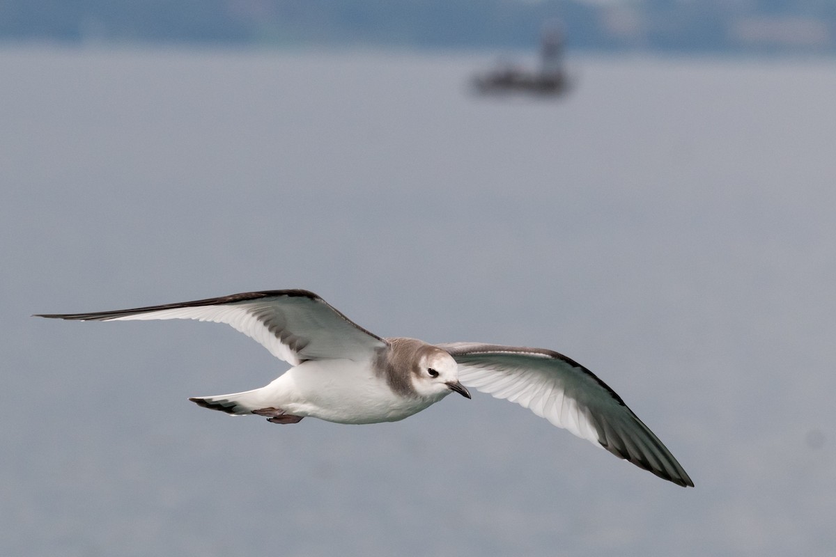 Sabine's Gull - ML70085021