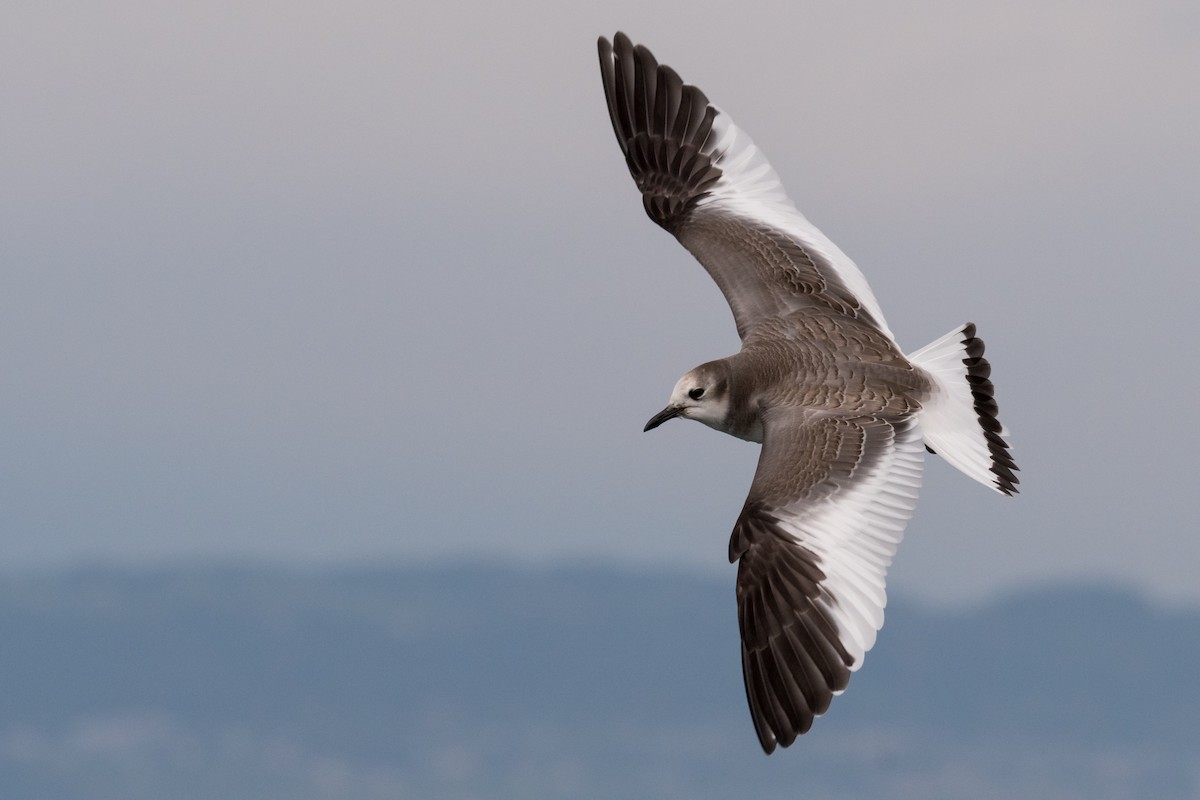 Sabine's Gull - Raphaël Nussbaumer