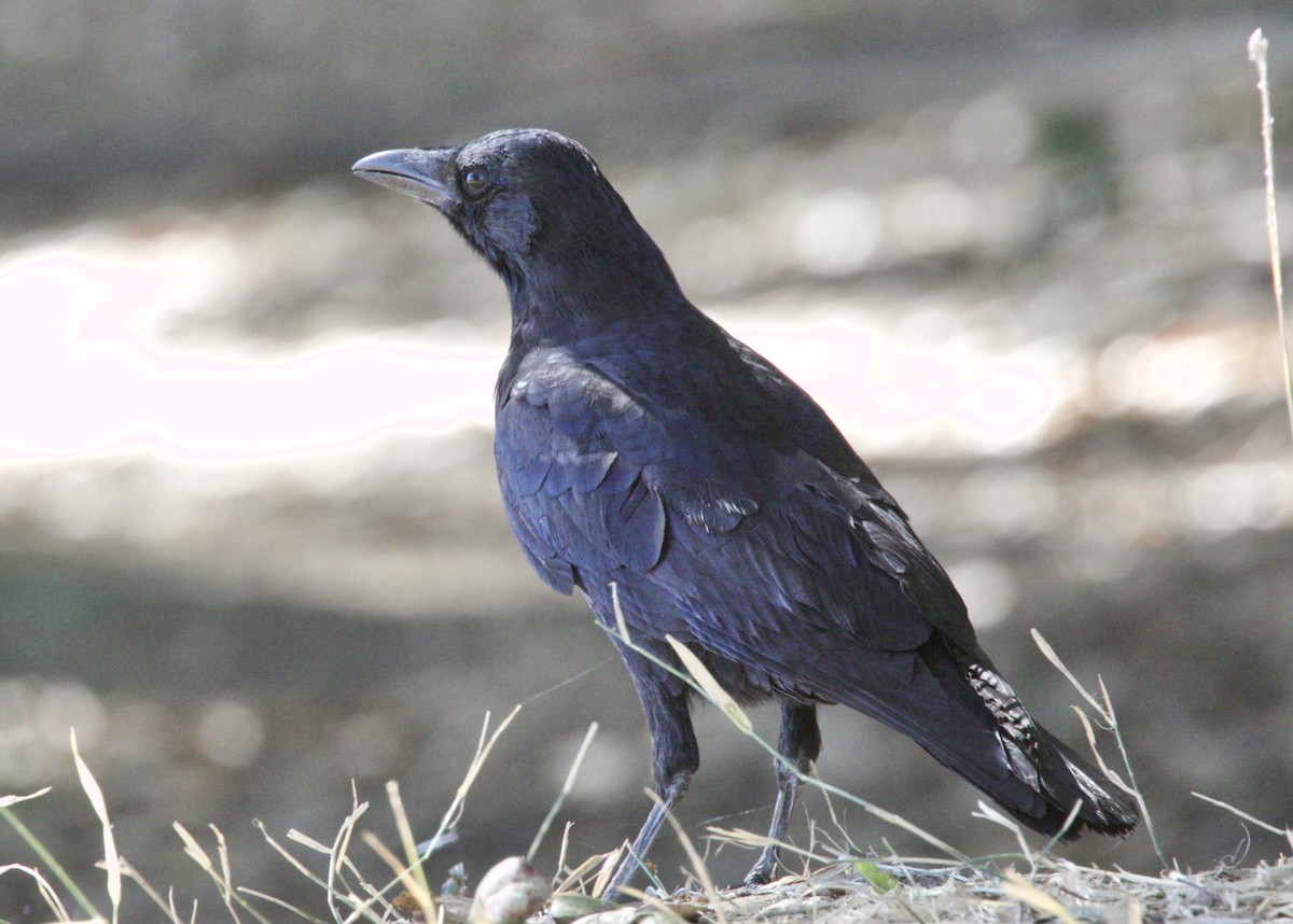 American Crow - ML70085351