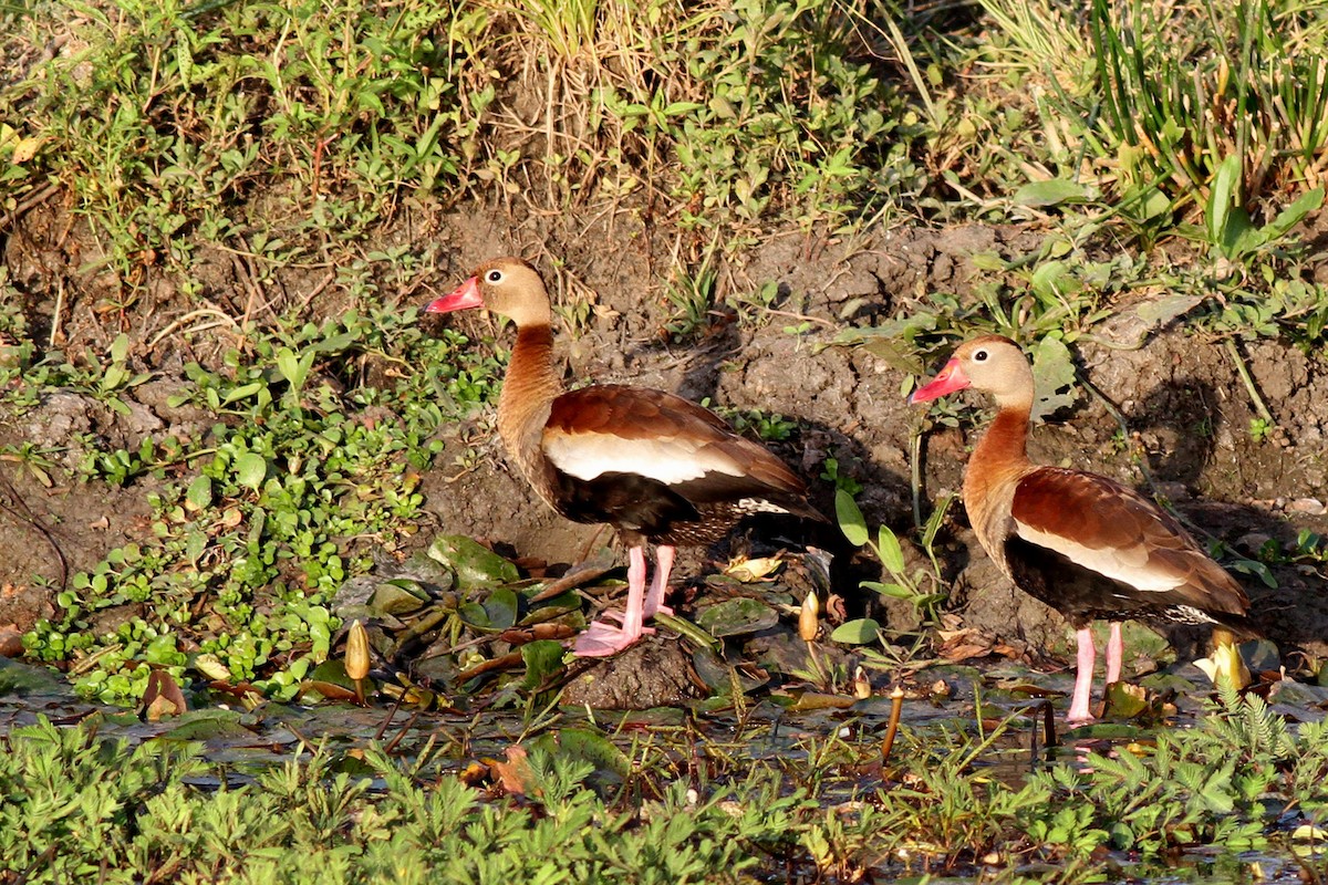 rødnebbplystreand (autumnalis) - ML70086581