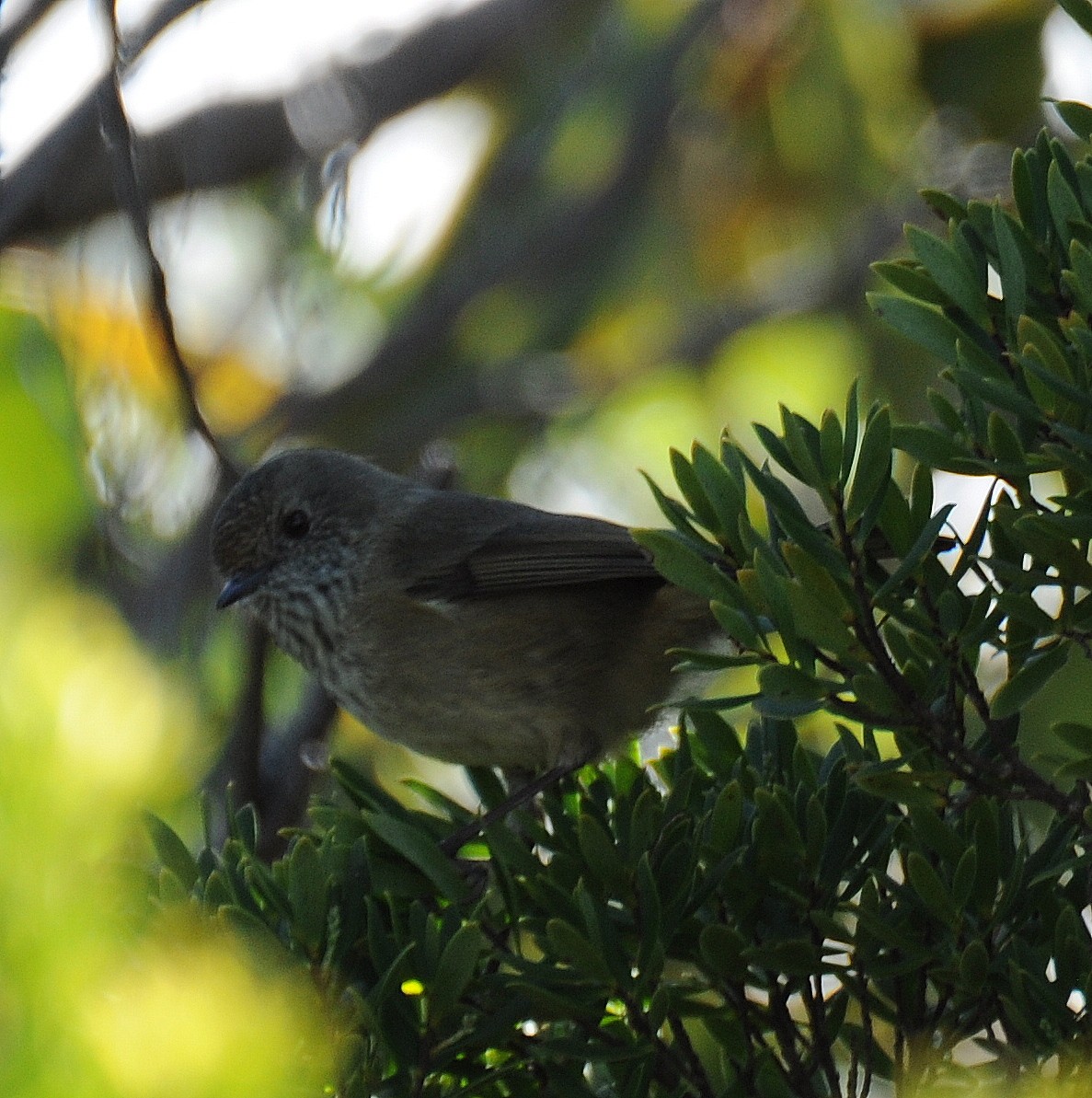 Brown Thornbill - Diana Flora Padron Novoa