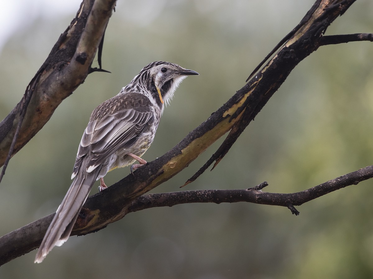 Yellow Wattlebird - Niall D Perrins