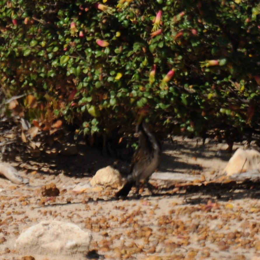 Tawny-crowned Honeyeater - ML70088021