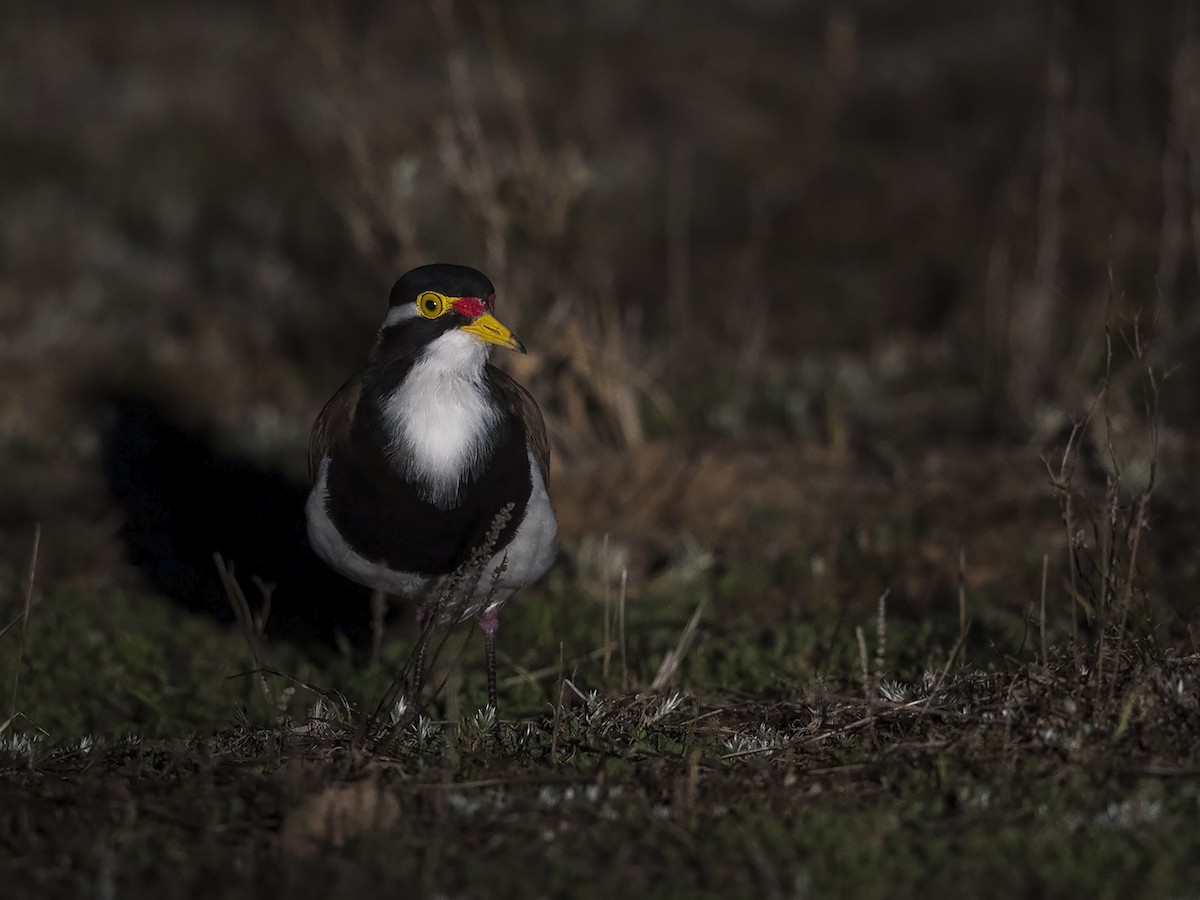 Banded Lapwing - ML70088201