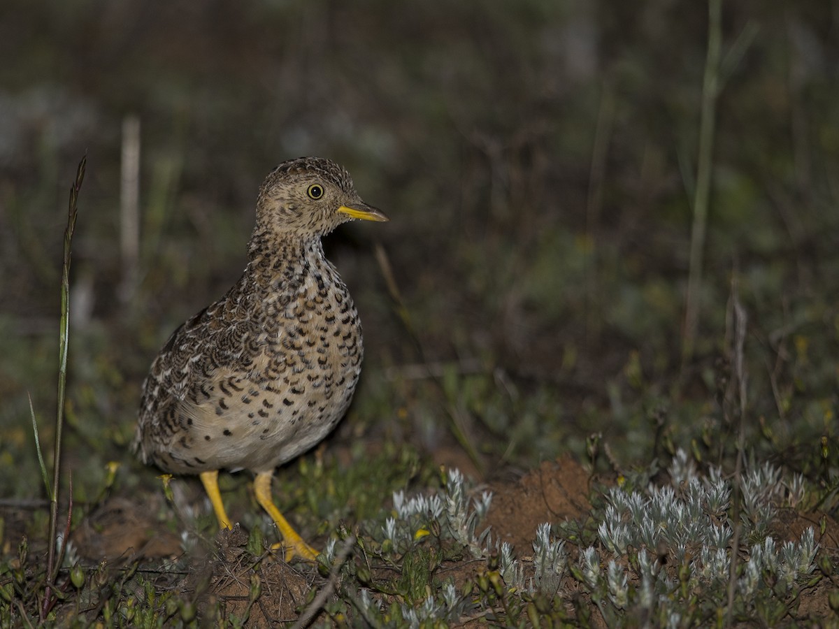 Plains-wanderer - Niall D Perrins