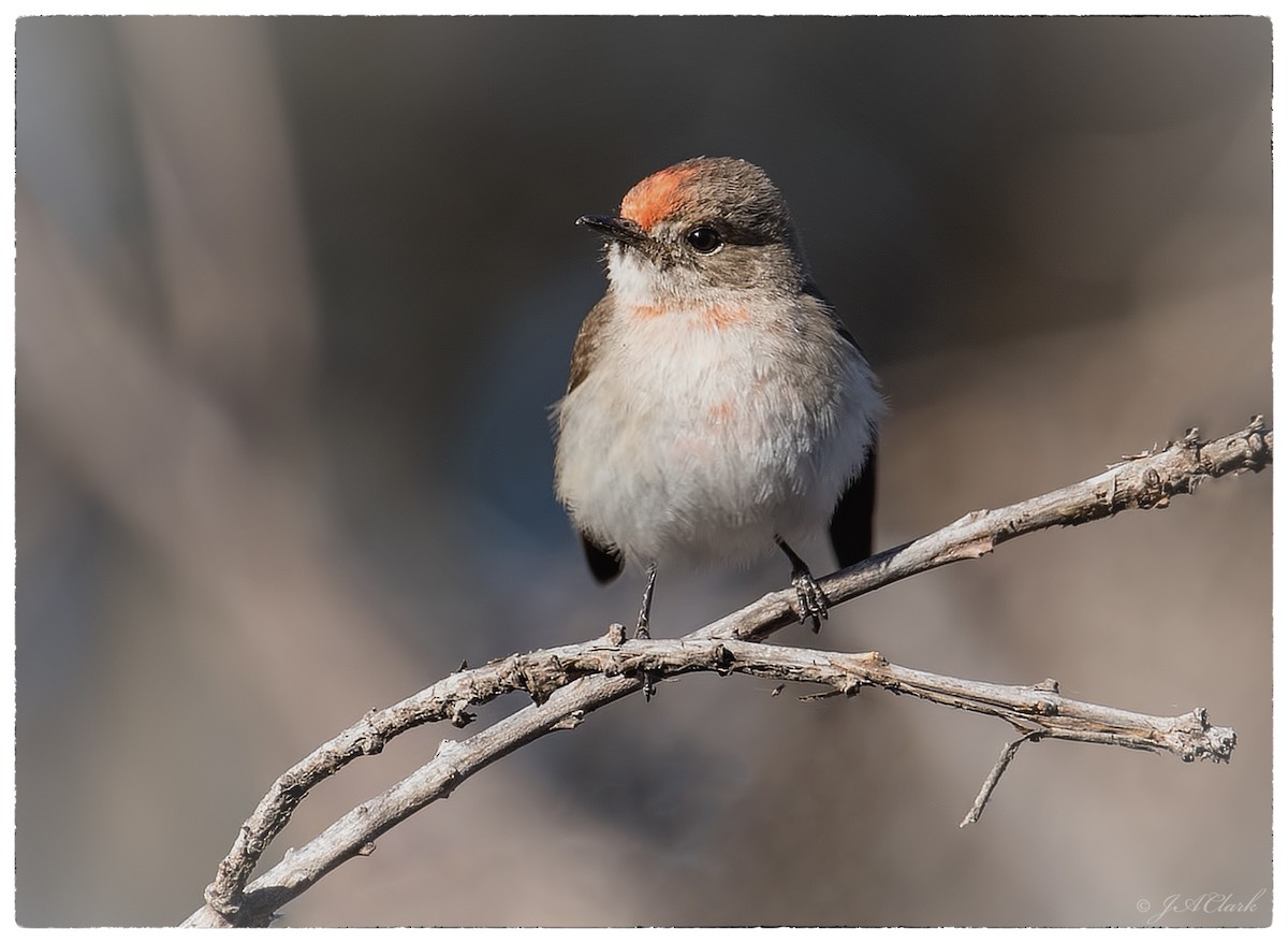 Red-capped Robin - ML70088421