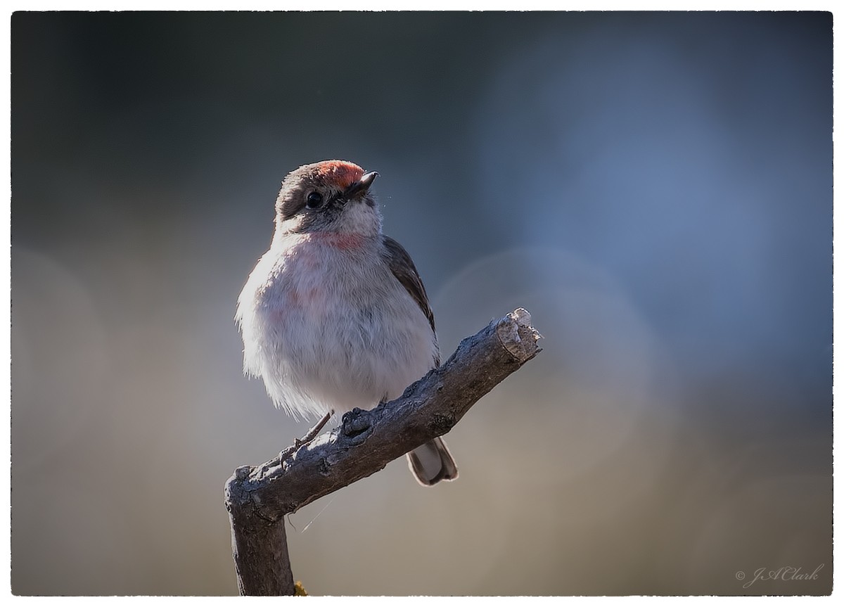 Red-capped Robin - ML70088451