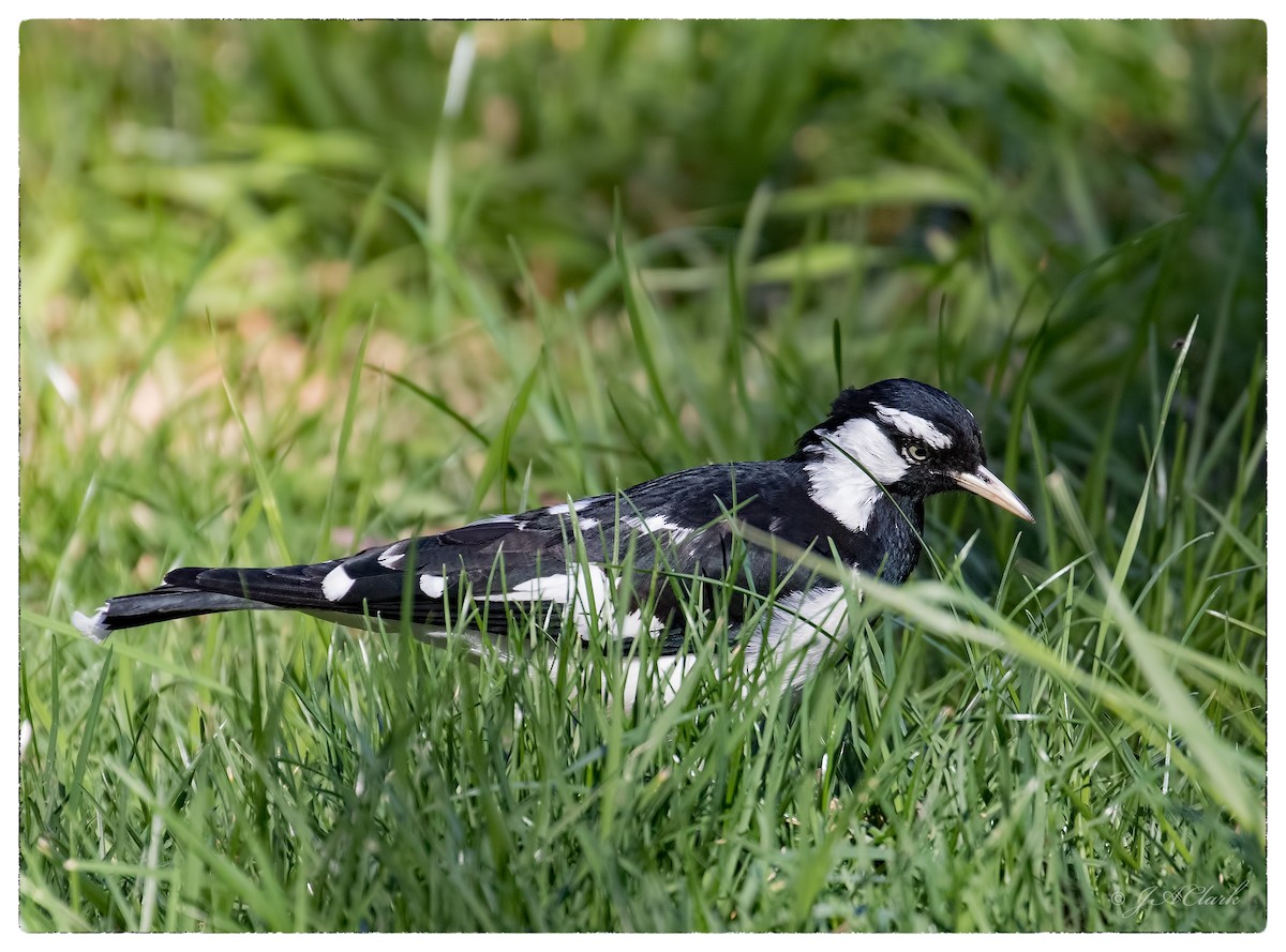 Magpie-lark - ML70088591