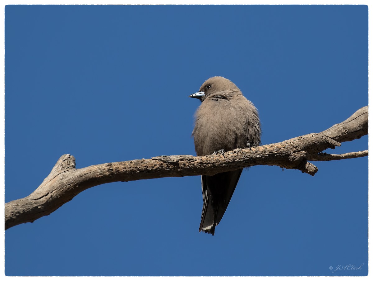 Dusky Woodswallow - ML70088601