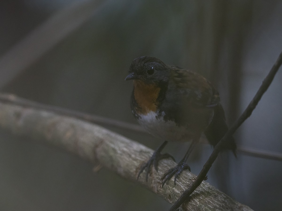 Australian Logrunner - ML70088651