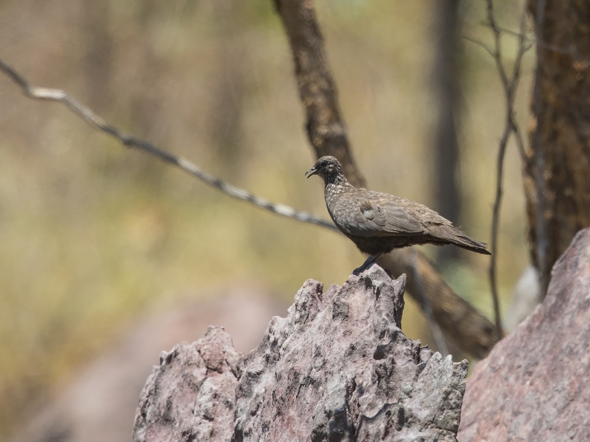 Chestnut-quilled Rock-Pigeon - ML70088841