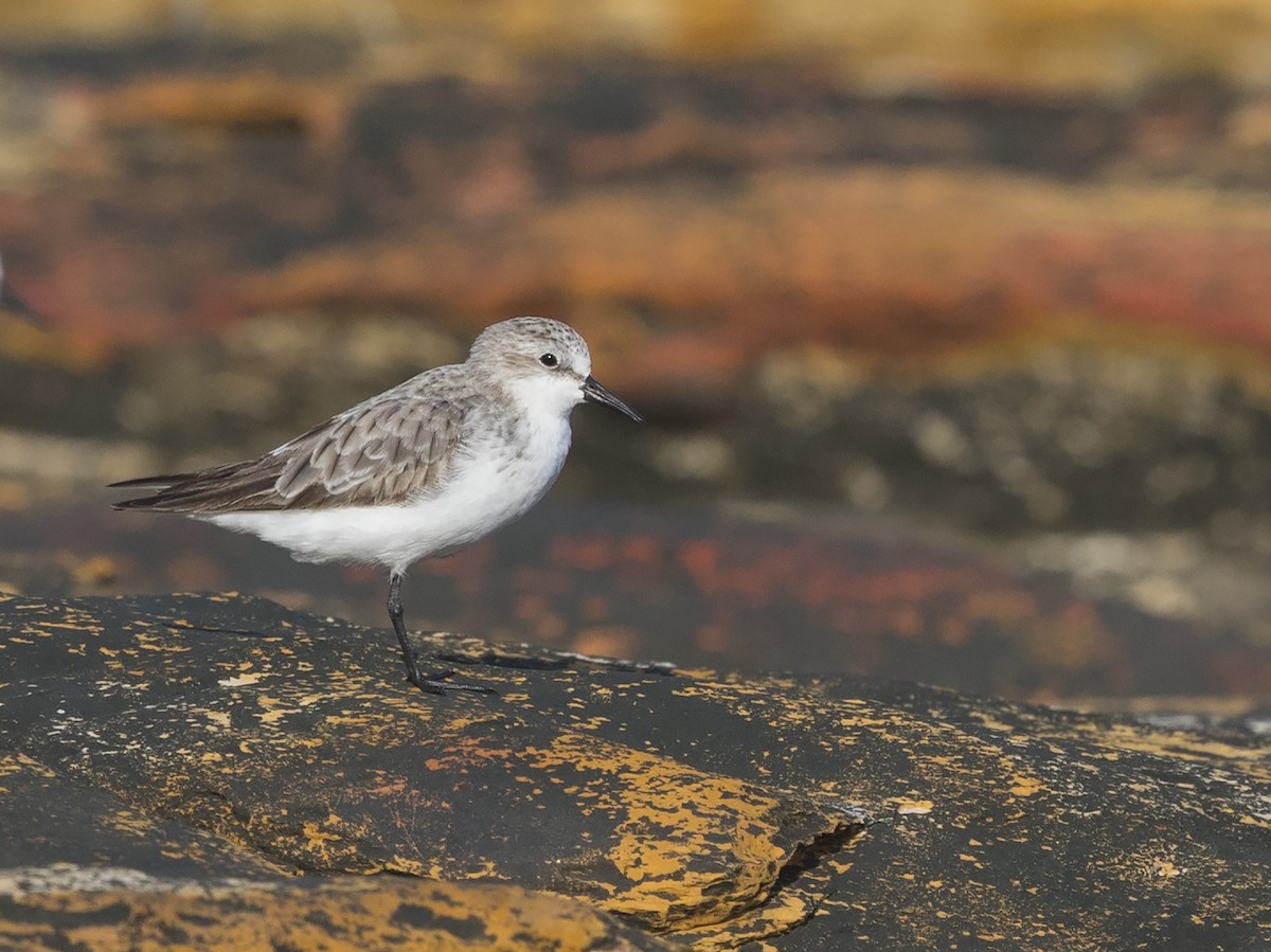 Red-necked Stint - Niall D Perrins