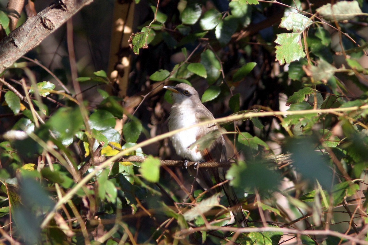 Yellow-billed Cuckoo - ML70089431