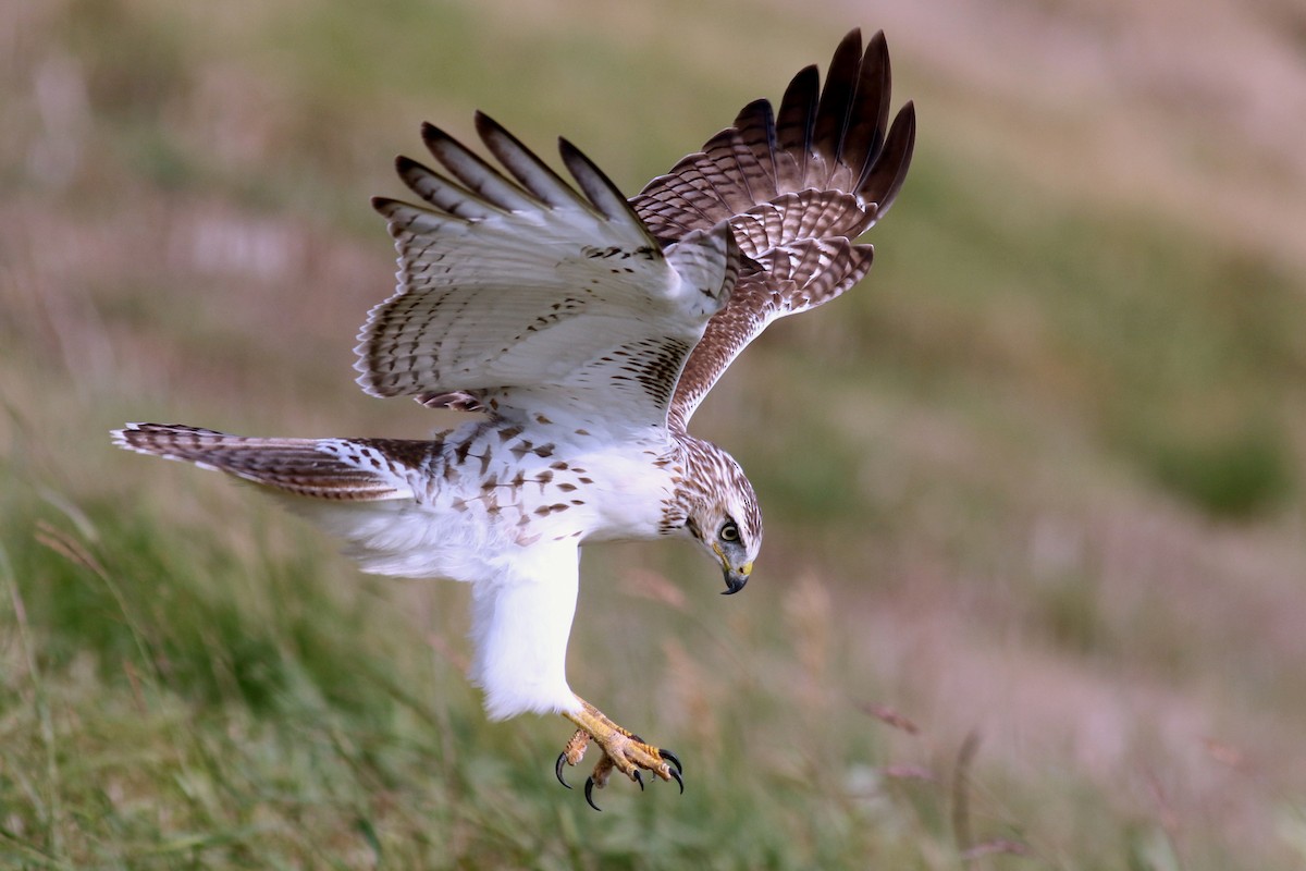 Red-tailed Hawk - ML70090551