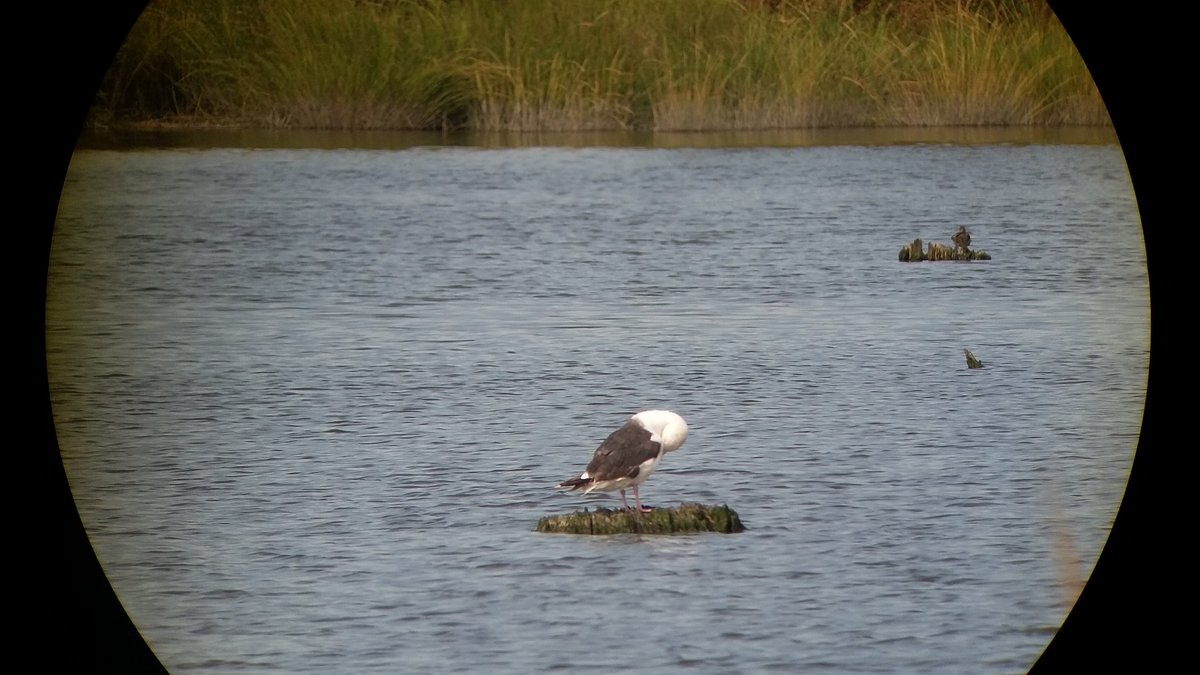 Great Black-backed Gull - ML70093301