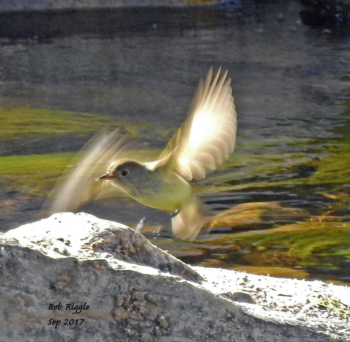 Alder/Willow Flycatcher (Traill's Flycatcher) - ML70093311