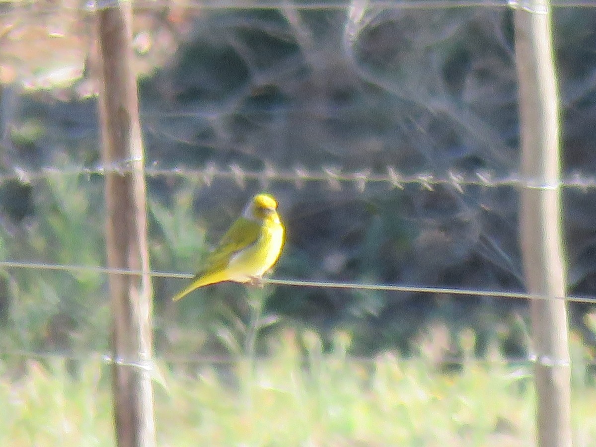 Cape Canary - ML70095351
